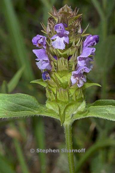 prunella vulgaris var lanceolata 6 graphic